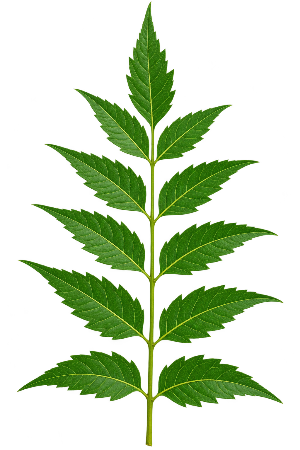 Neem leaf